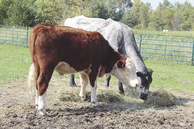 Farmaste